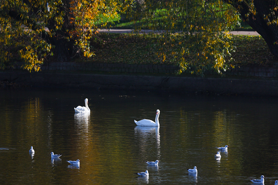 Время тыквы: как в Калининграде проходит необычная осень (фото)