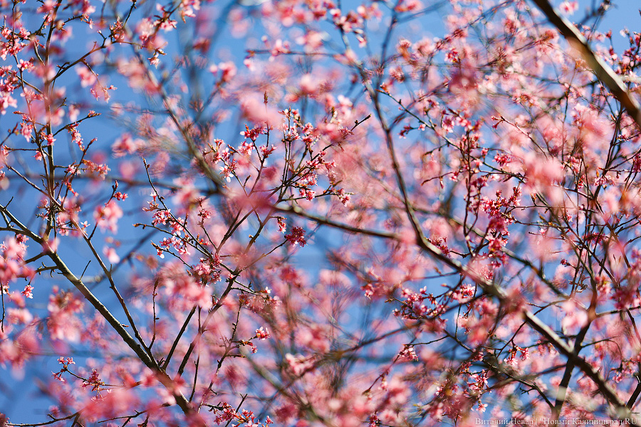 Тот, кто любит цветы: в Калининграде цветёт Ботанический сад (фото)