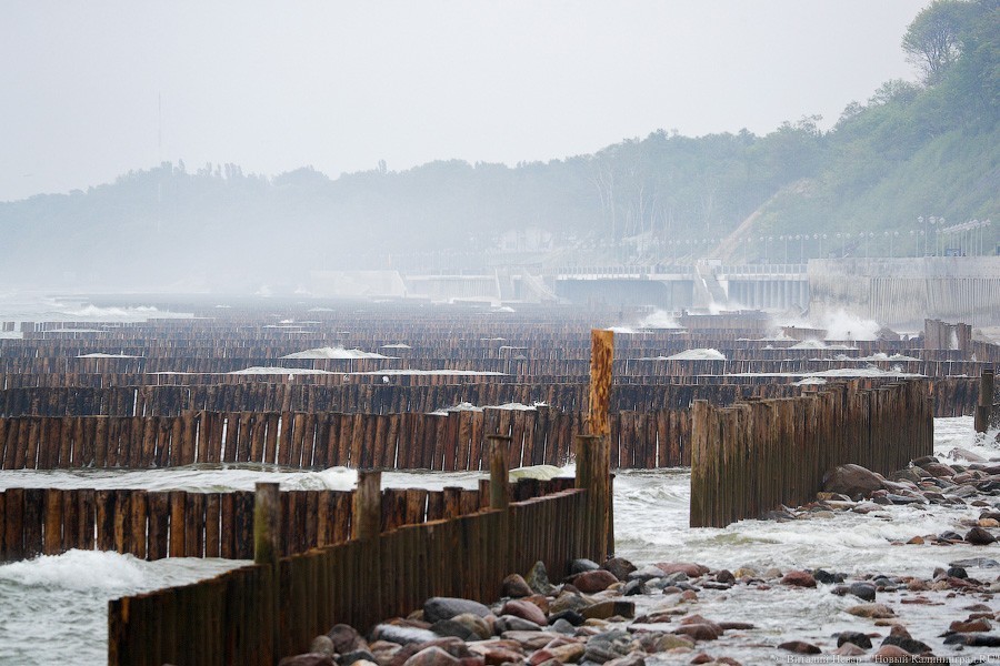 Много лиственницы и чуть песка: как выглядит светлогорский «пляж»  