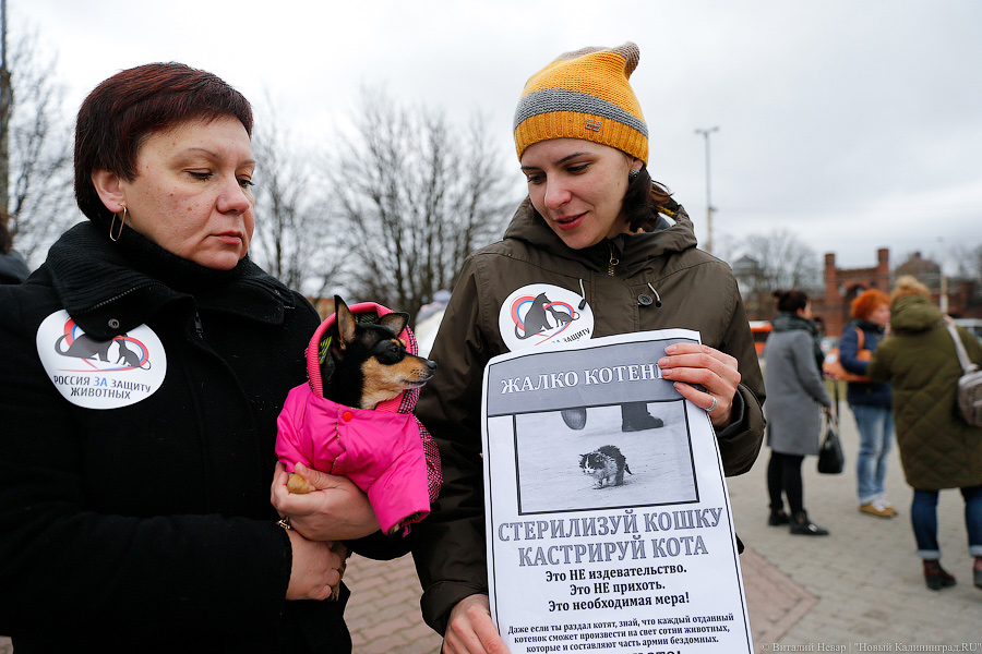 Вместе против живодеров: в Калининграде митинговали в защиту животных