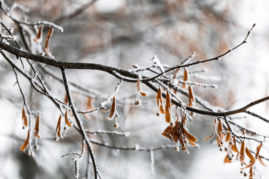 Потепление начинается: погода в Калининградской области 11 февраля