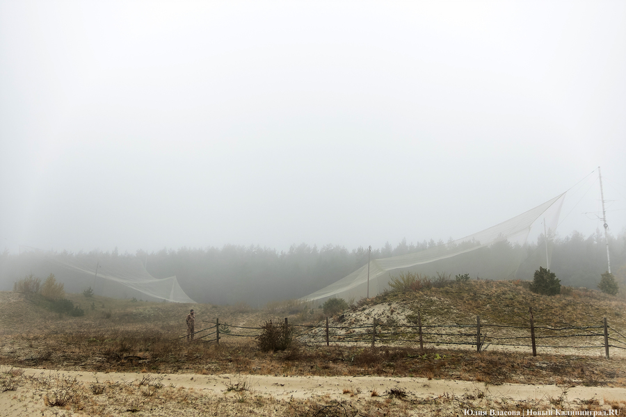 Туманность Куршской косы: как ловят и кольцуют птиц на «Фрингилле» (фото) 