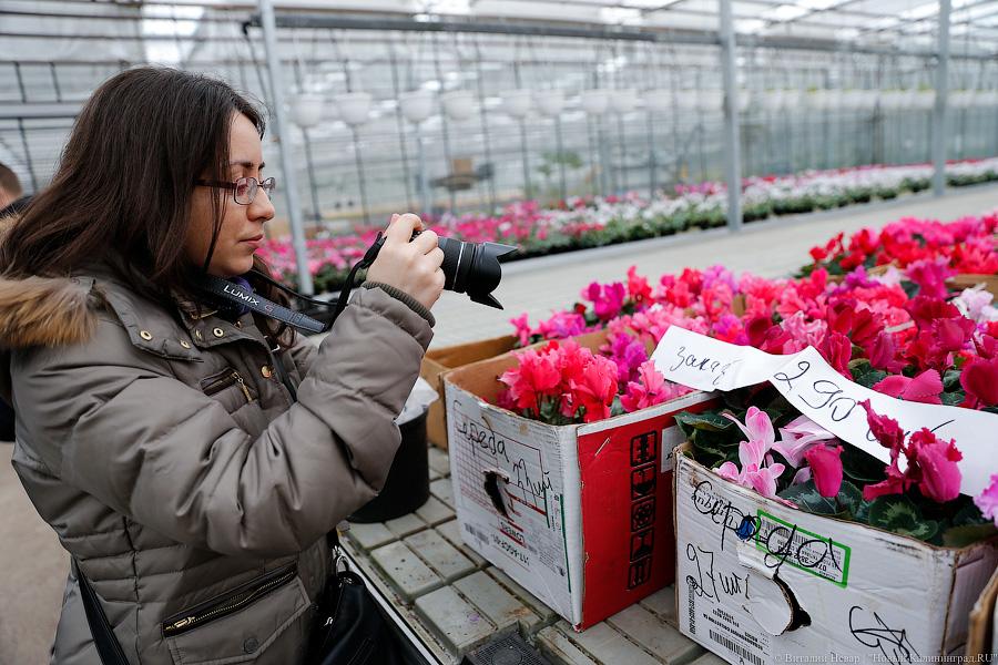 Цветочки-горшочки: как в Светлом к 8 Марта охапки тюльпанов готовят