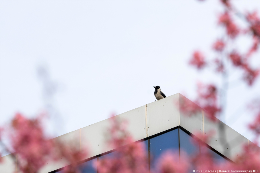 Розовое облако: в Калининграде расцвела сакура (фото)