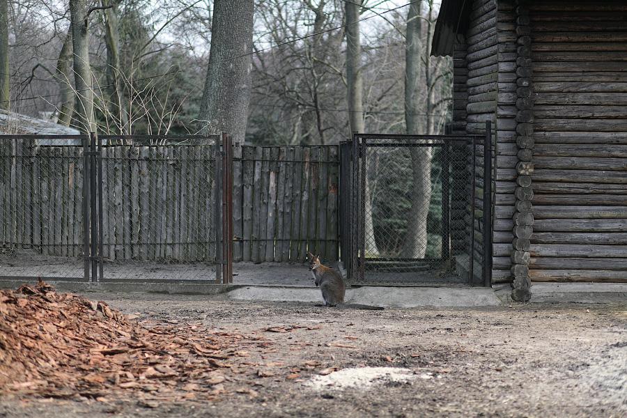 «Собаки уже неделю рвали забор»: что произошло с кенгуру в Калининградском зоопарке