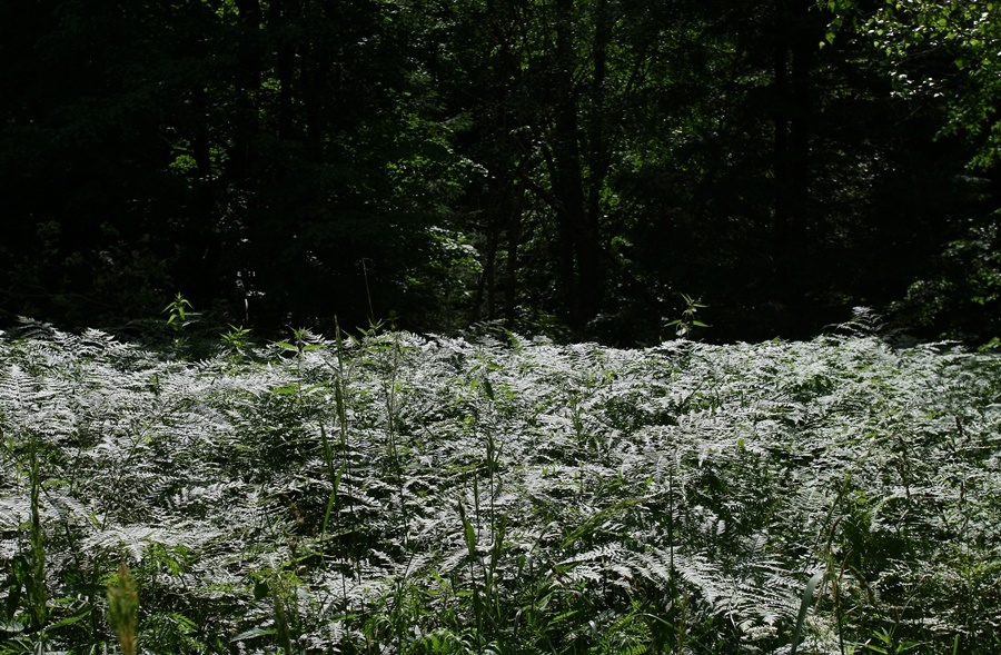 Сто дней после леса: как прошёл фестиваль «Соседи» в Краснолесье