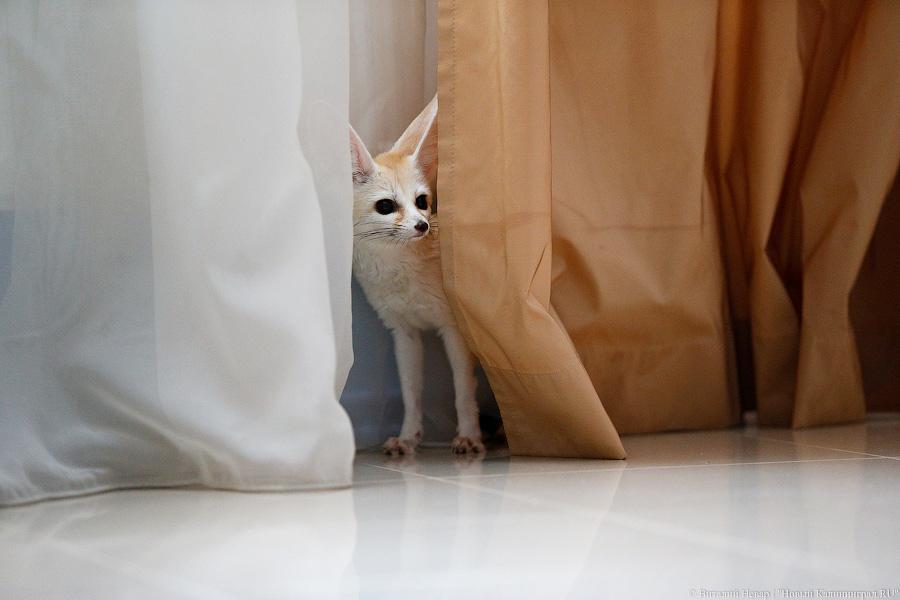 Длинноухое фыр-фыр-фыр: пара фенеков поселилась в Калининграде