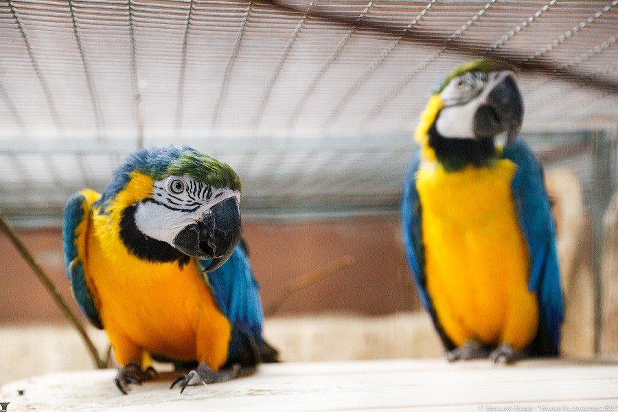 Сюрпризы для зверей: в зоопарке поздравили животных с Новым годом (фото)