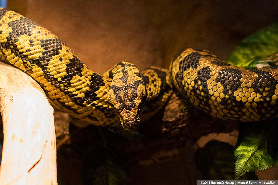 «Зов джунглей»: фоторепортаж с открытия первого калининградского экзотариума