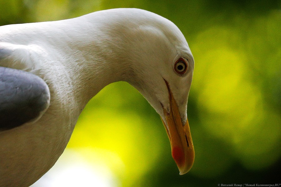 Дистанция в одного кенгуру: первый день работы Калининградского зоопарка (фото)