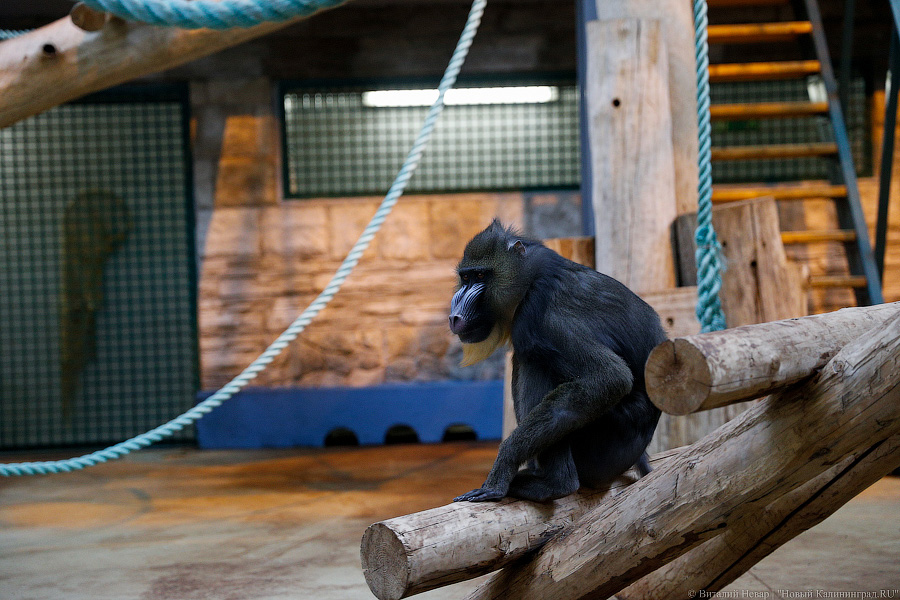 Варяг из Дании: в Калининградском зоопарке поселился орангутан Бенджамин