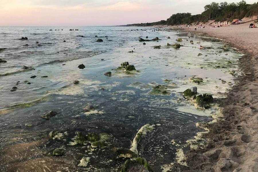 Почему Балтийское море пожелтело? Объясняет сотрудник нацпарка «Куршская коса» (фото)
