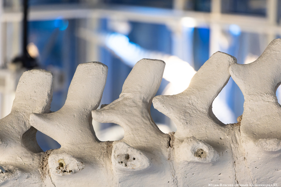 Первый «обитатель» «Планеты Океан»: скелет кашалота переезжает из «Глубины» (фото)