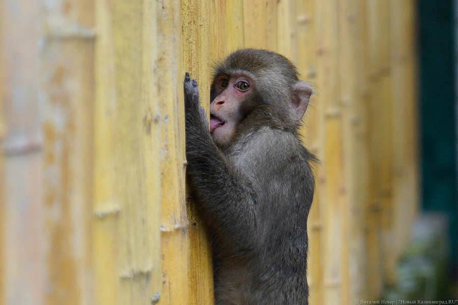 Жаба, гадюка и другие: в зоопарке открылся террариум после ремонта (фото)