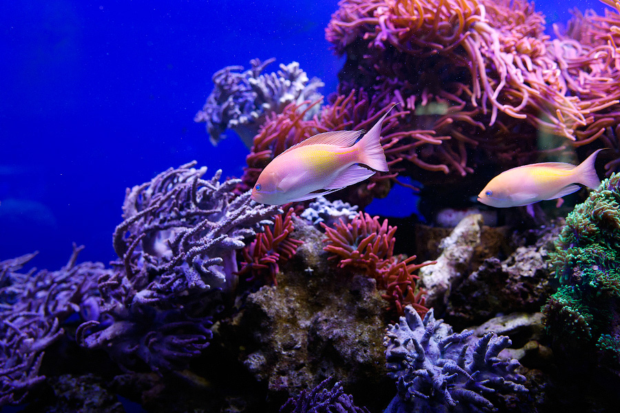 Baby Shark: в Музее Мирового океана родились «акулята-котята» (фото)