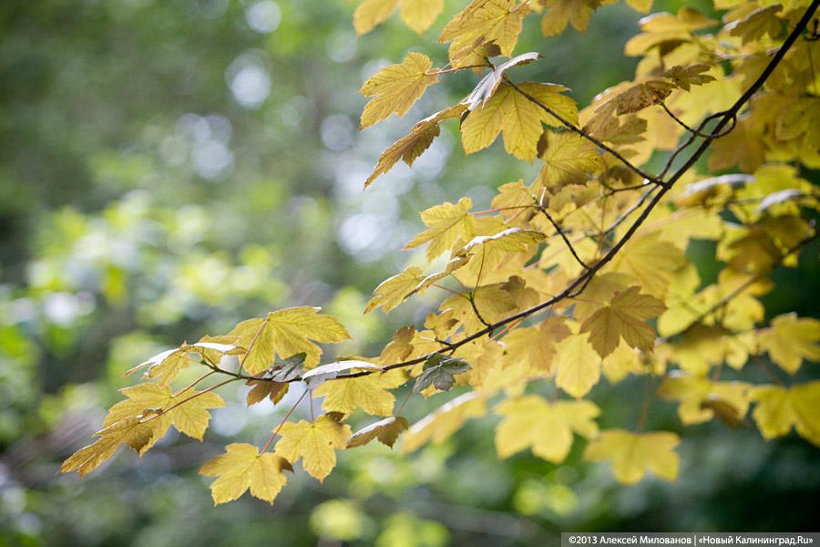 В ожидании чуда: судьба Макс-Ашманн-парка