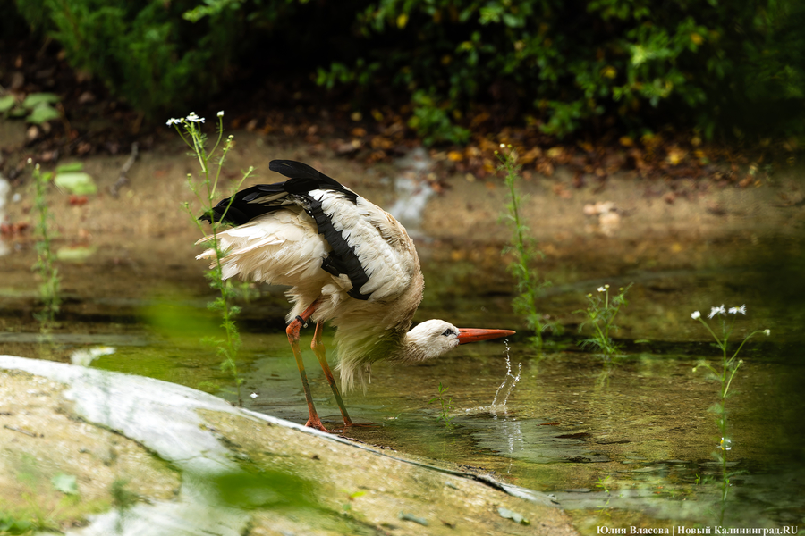 Вольные птицы: в зоопарке Калининграда пернатых выпустили в водоемы (фото)