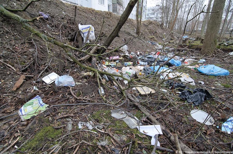 "Чистый лес: 115 на 40": фоторепортаж "Нового Калининграда.Ru" 