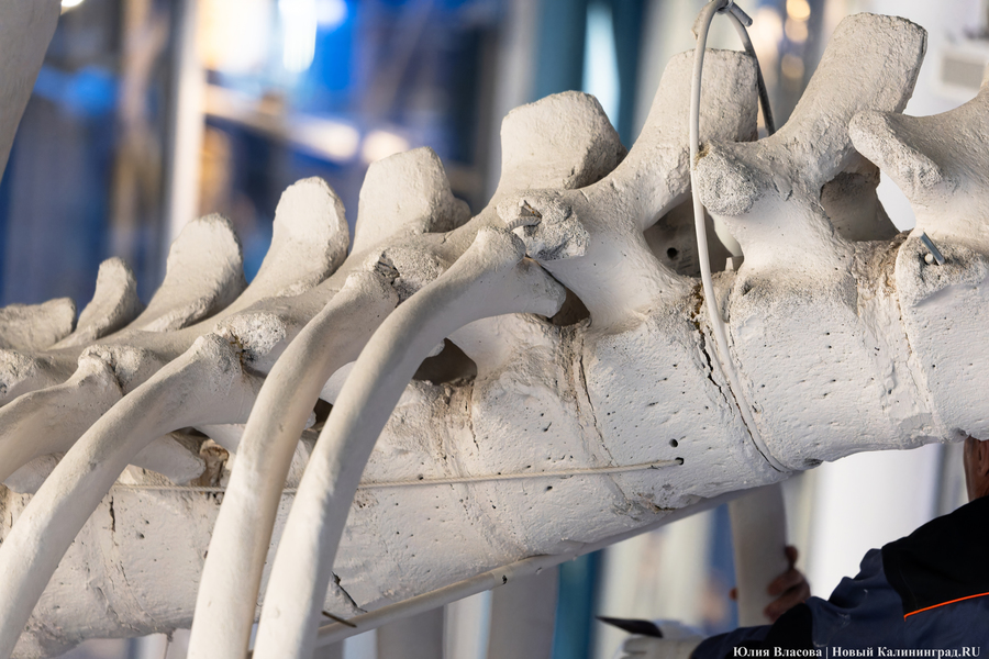 Первый «обитатель» «Планеты Океан»: скелет кашалота переезжает из «Глубины» (фото)