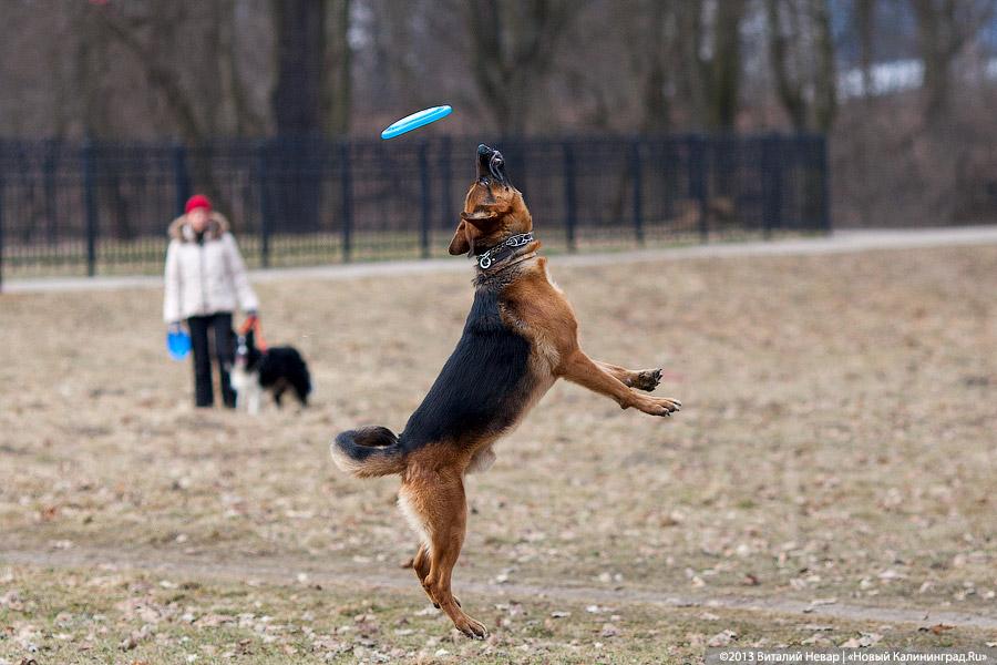 «Зубастые ловцы»: фоторепортаж с соревнований по дог-фрисби
