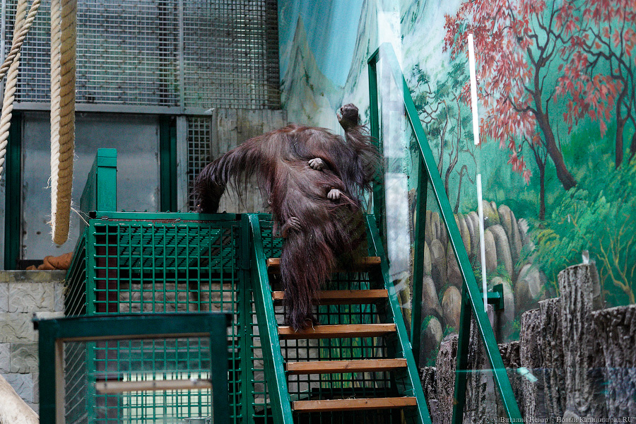 Принц Датский: как орангутан Антон обустроился в Калининградском зоопарке (фото)