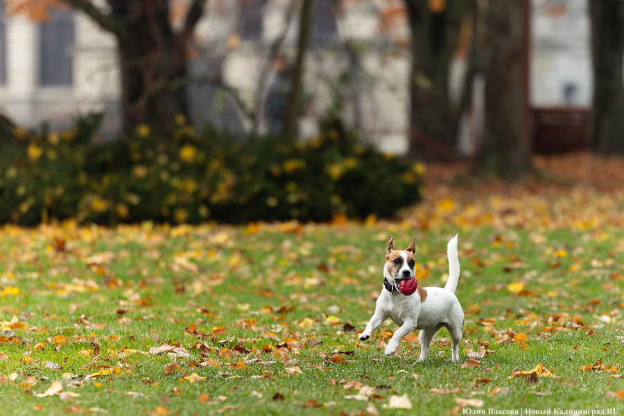 Погода в Калининградской области 3 октября 