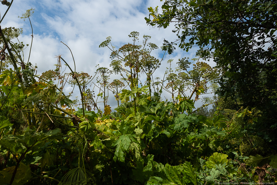 В Гурьевском ГО борщевиком занята территория площадью в 168 футбольных полей