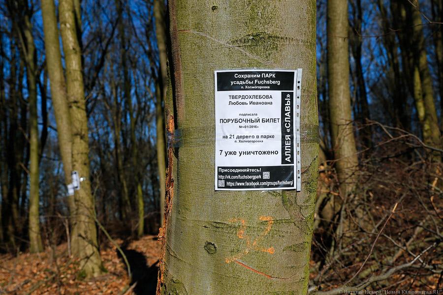 Пеньки в Холмогоровке: кто вырубает лесопарк под Калининградом