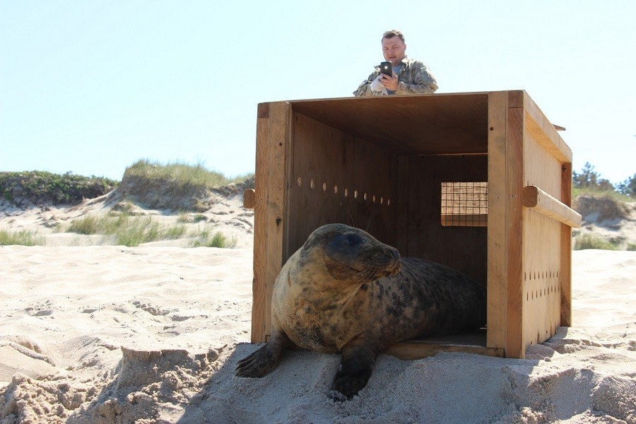 Калининградский зоопарк выпустил в Балтийское море первого из пяти спасённых тюленей (фото)