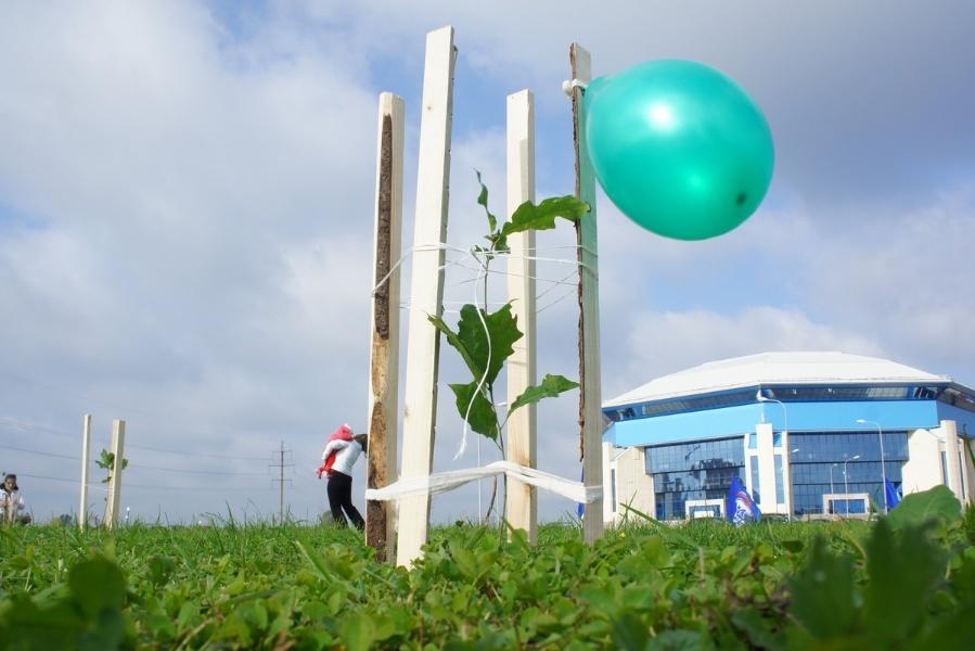 «Елки-палки»: фоторепортаж «Нового Калининграда.Ru»