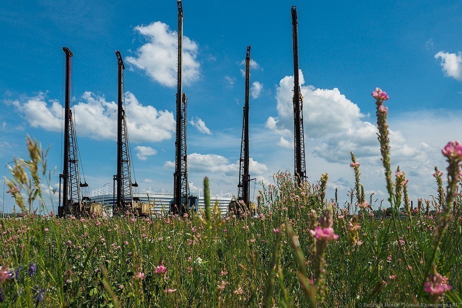 Застройщик культурно-музейного центра на Острове получил разрешение пересадить деревья