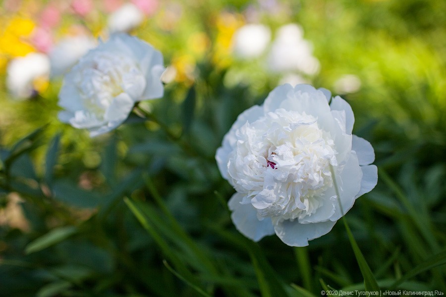 Розовое цветение: Ботанический сад открылся для посетителей (фото)
