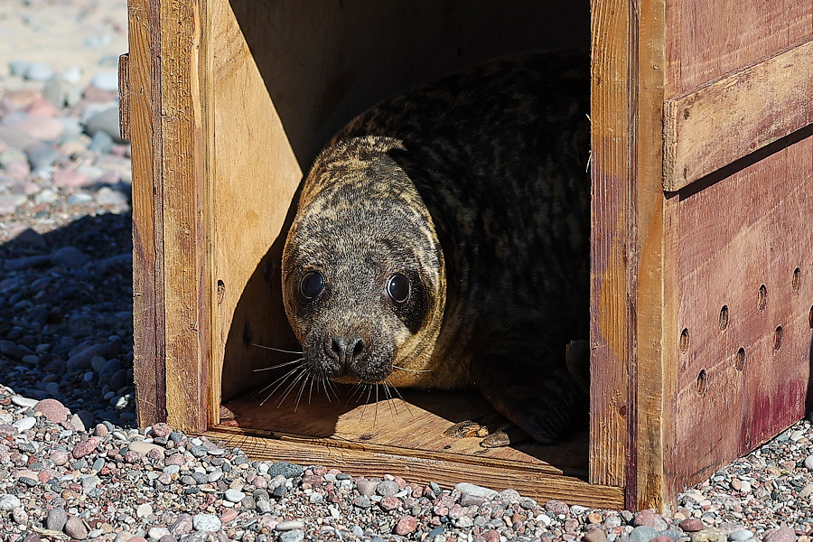 Калининградский зоопарк вынужден отказаться от приёма диких тюленей