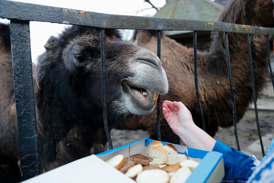 Подарки для зверей: как животных в зоопарке с Новым Годом поздравляли (фото)