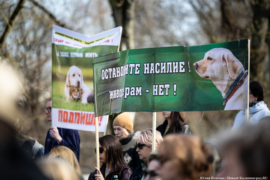 В защиту братьев меньших: в Калининграде прошёл митинг против убийства животных (фото)