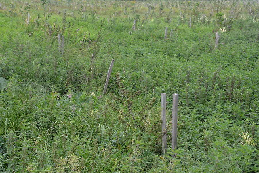 Власти Зеленоградска назвали число погибших саженцев, высаженных взамен леса