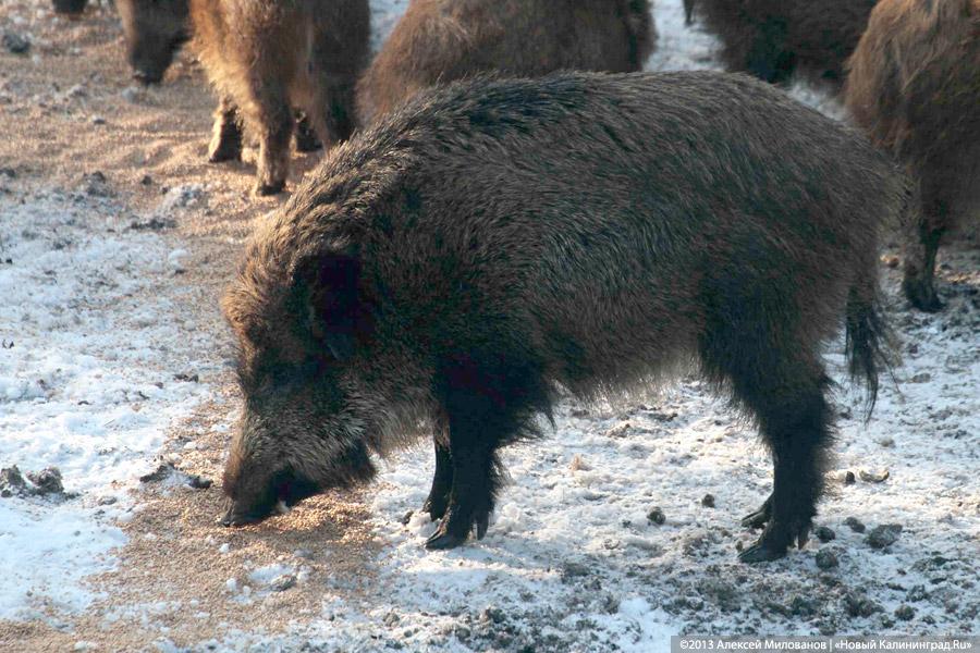 «Со свиным рылом»: как кормят кабанов на Куршской косе