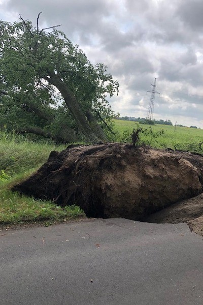 Ветер повалил на трассы региона 84 дерева, одно корнем вырвало асфальт (фото)