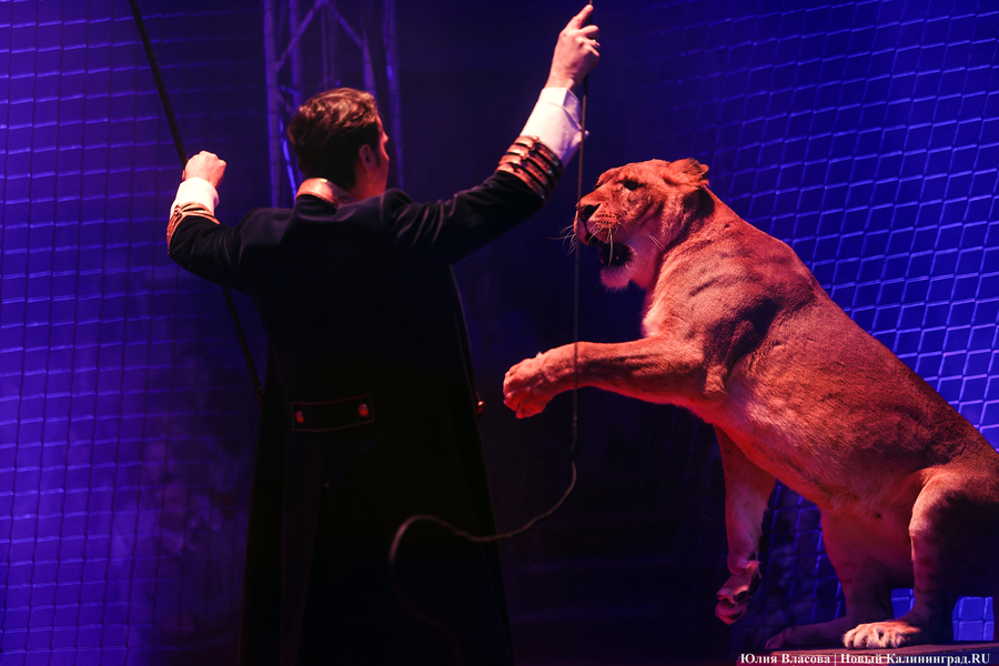 Цирк, дрессировщик и львы: в Калининграде проходят съемки фильма «Встань и иди» (фото)