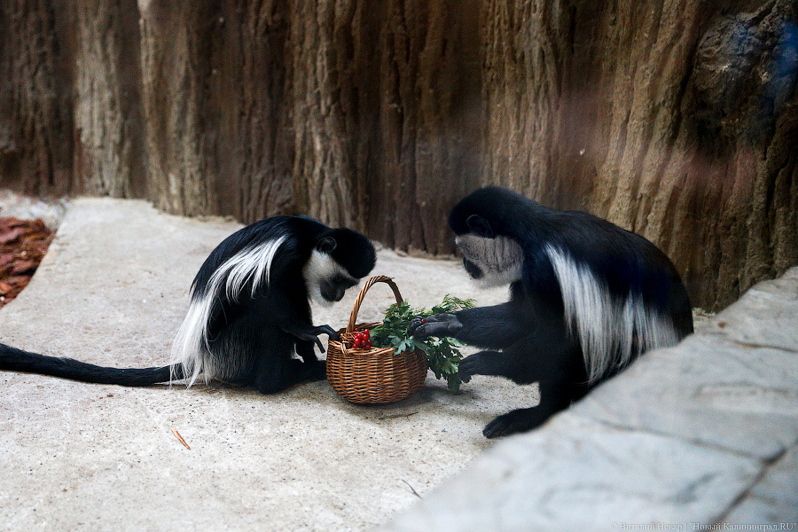 Подарки для зверей: как животных в зоопарке с Новым Годом поздравляли (фото)