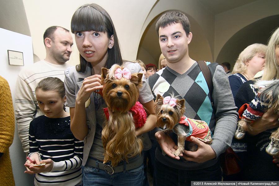 «Ой какая маленькая»: дефиле мини-собачек в музее янтаря
