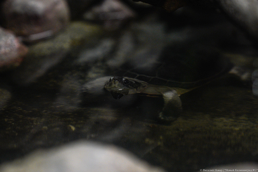 Жаба, гадюка и другие: в зоопарке открылся террариум после ремонта (фото)