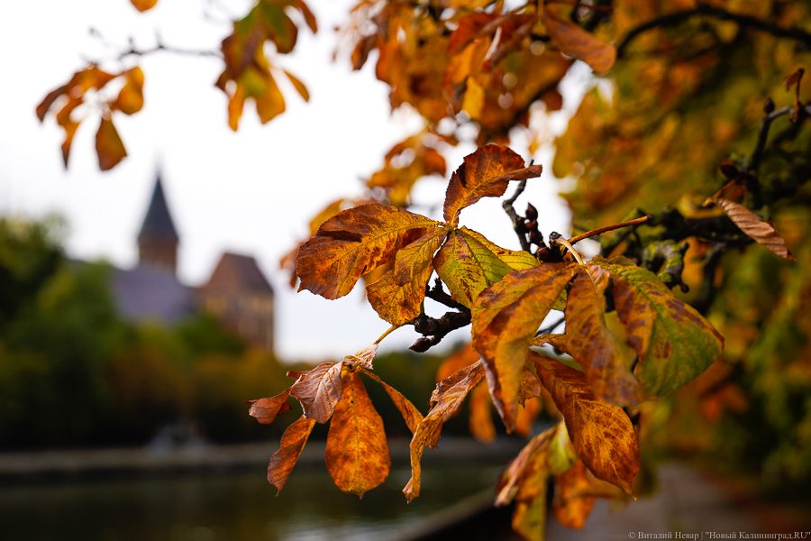 Облачно и прохладно: прогноз в Калининграде на рабочую неделю