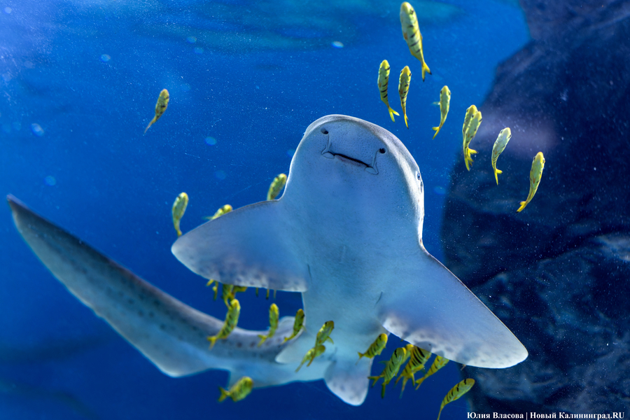 «Земля убывает»: как в Калининграде прошло официальное открытие «Планеты Океан»