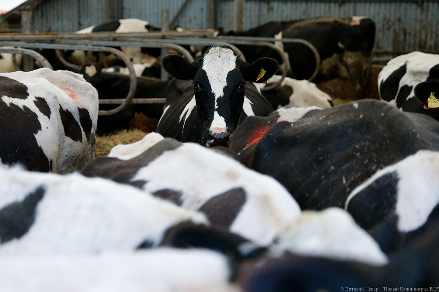 Картошка с молоком: как живут «лучшие начинающие фермеры России» из Славска