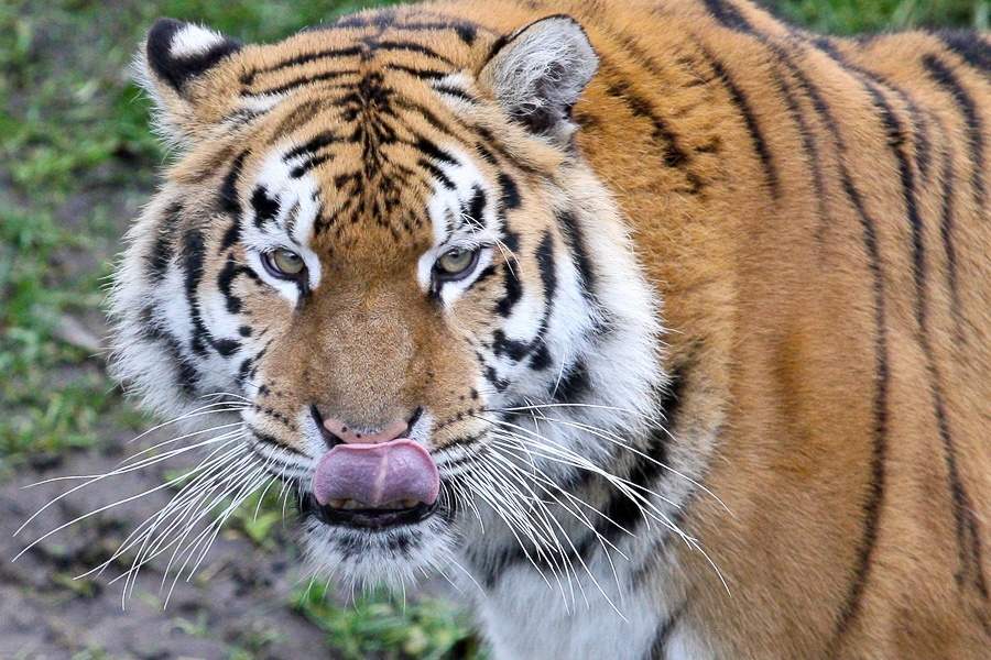 Раненая тигром сотрудница Калининградского зоопарка начала самостоятельно ходить