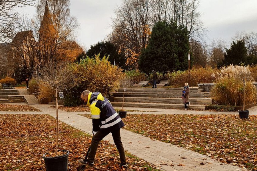 Город и сад: сажаем липы и дубы на острове Канта 11 ноября