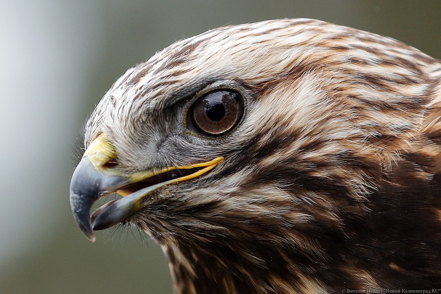 Пятеро местных и один залетный: на Куршской косе выпустили на волю канюков (фото)