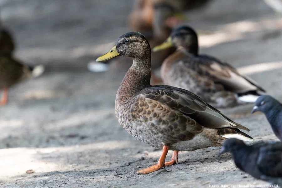 Дождливо и ветрено: погода в Калининградской области 25 марта