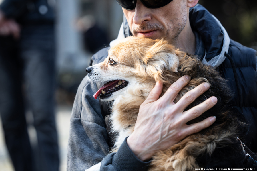 В защиту братьев меньших: в Калининграде прошёл митинг против убийства животных (фото)